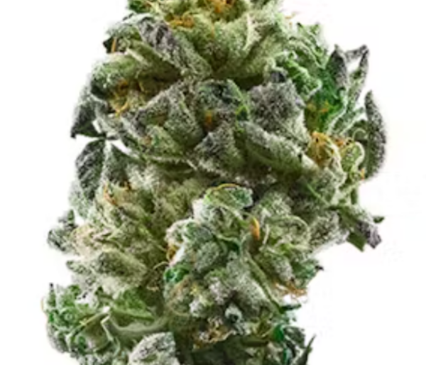 Girl Scout Cookies